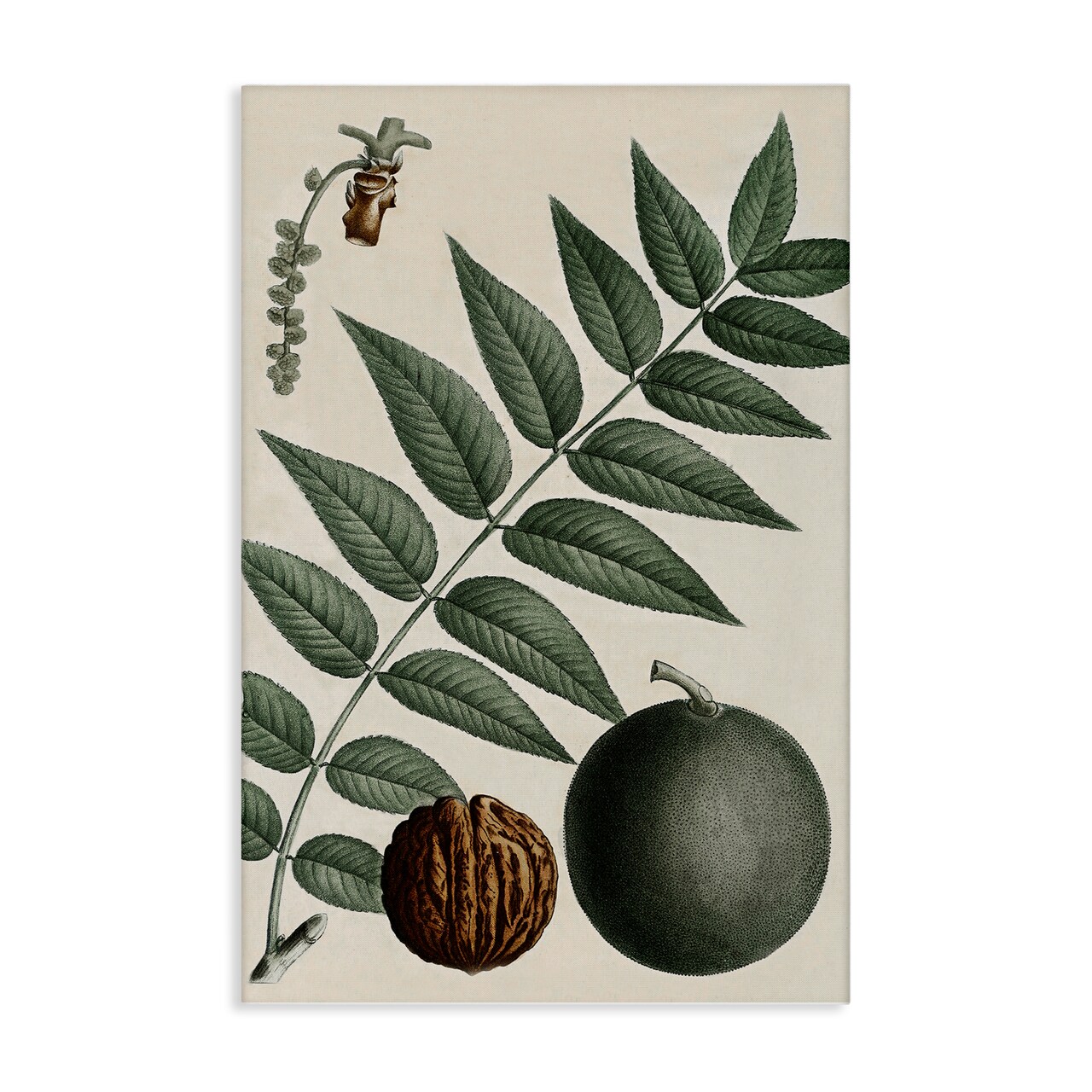 Stupell Industries Vintage Walnut & Leaf Canvas Wall Art Design by Graffi*tee Studios
